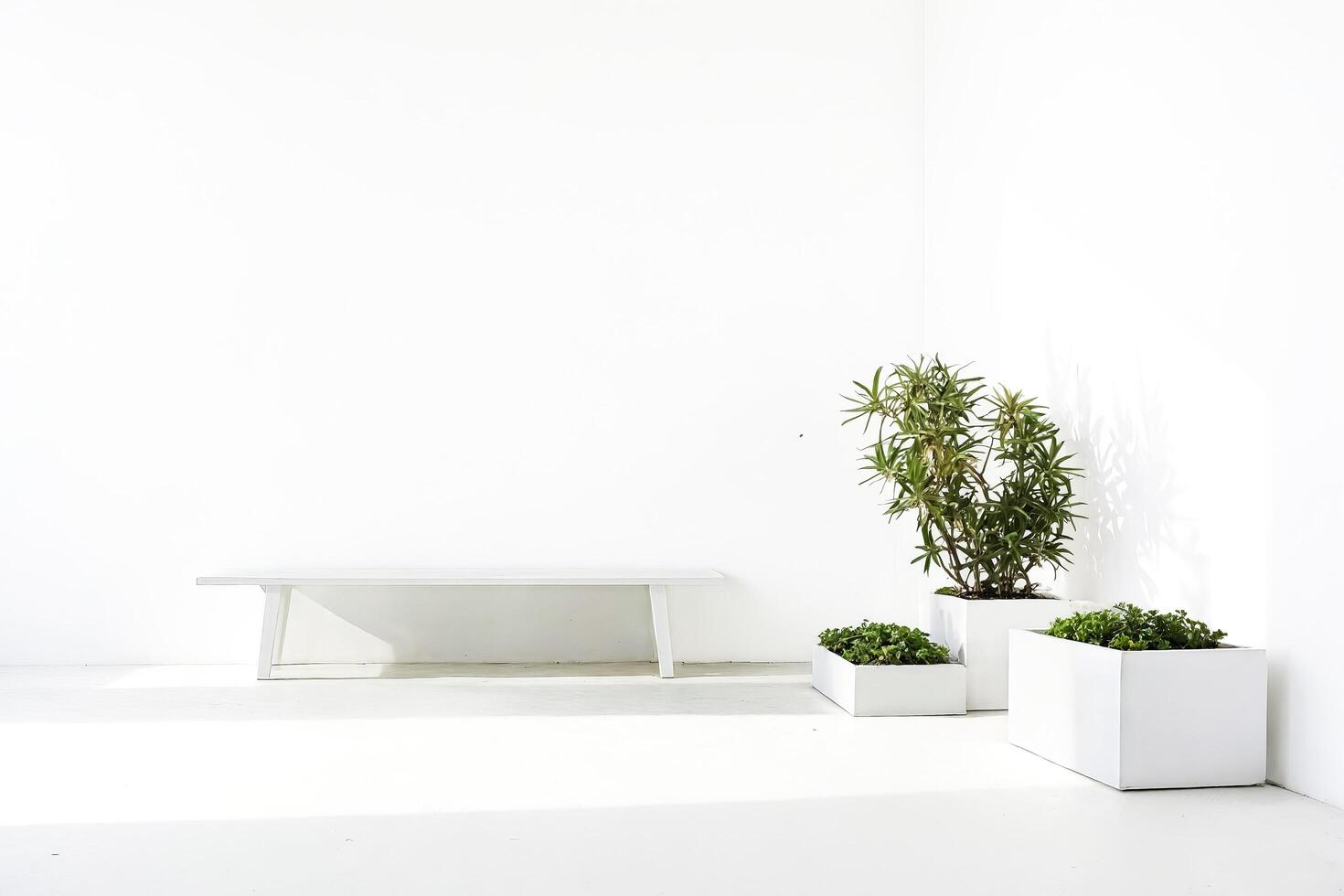 Minimalist White Room with Green Plants and a Bench photo