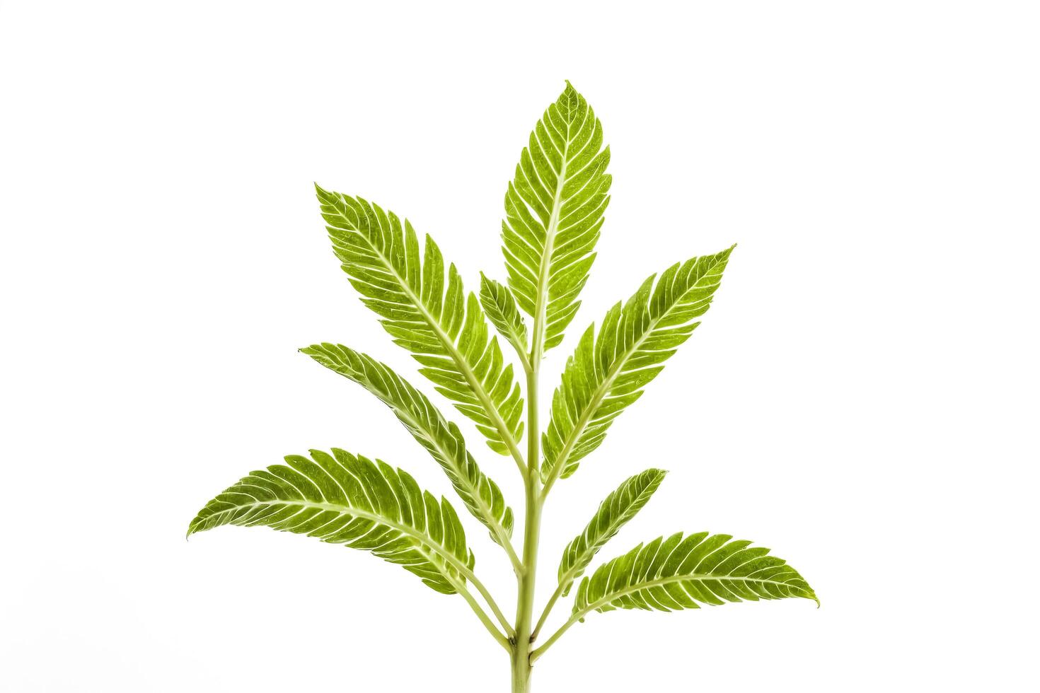 Close-up of Green Plant with Striped Leaves Isolated on White Background photo