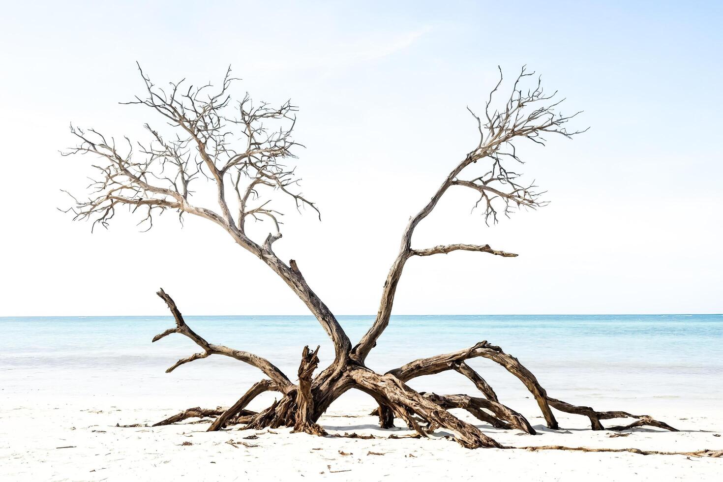Dead Tree on a Beach photo