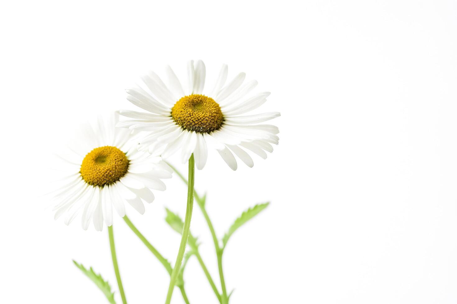 Two Daisies on White Background photo