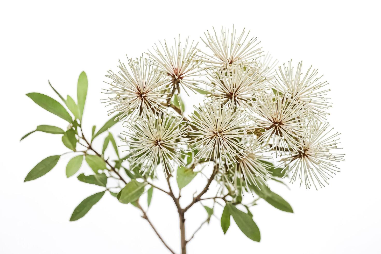 White Flowers with Green Leaves on a Branch photo