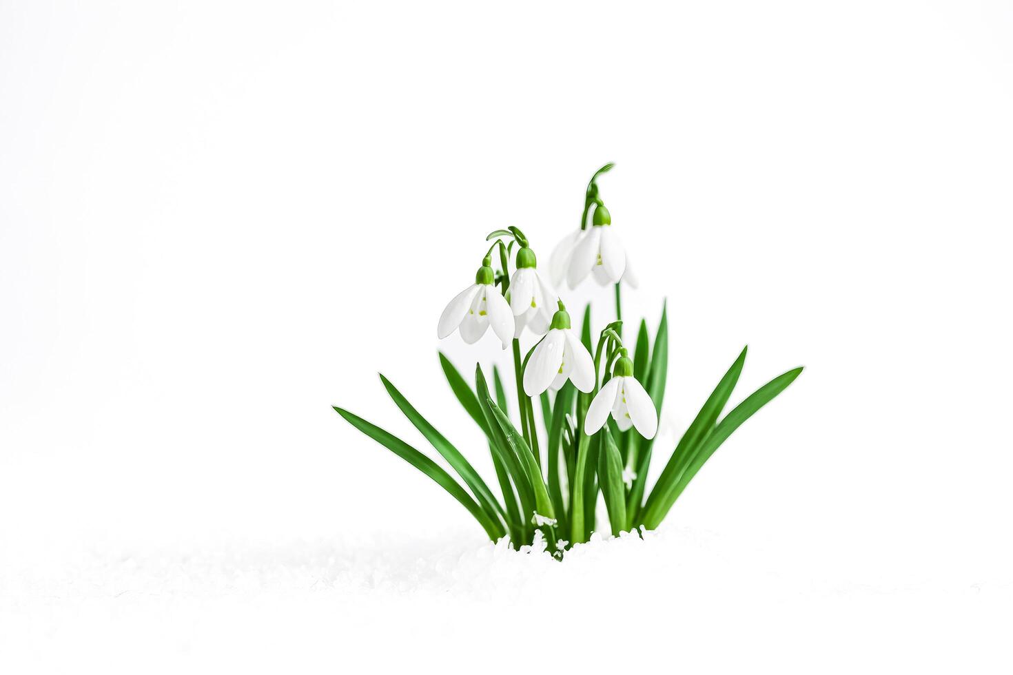 Snowdrop Flower Emerging From Snow photo