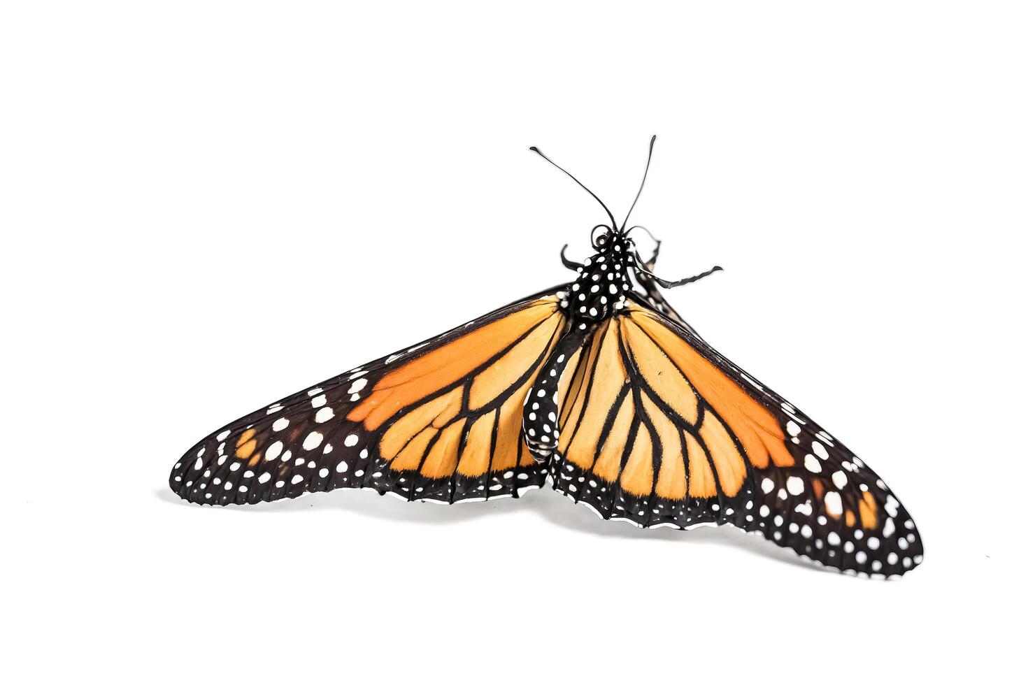 Monarch Butterfly Isolated on White Background photo