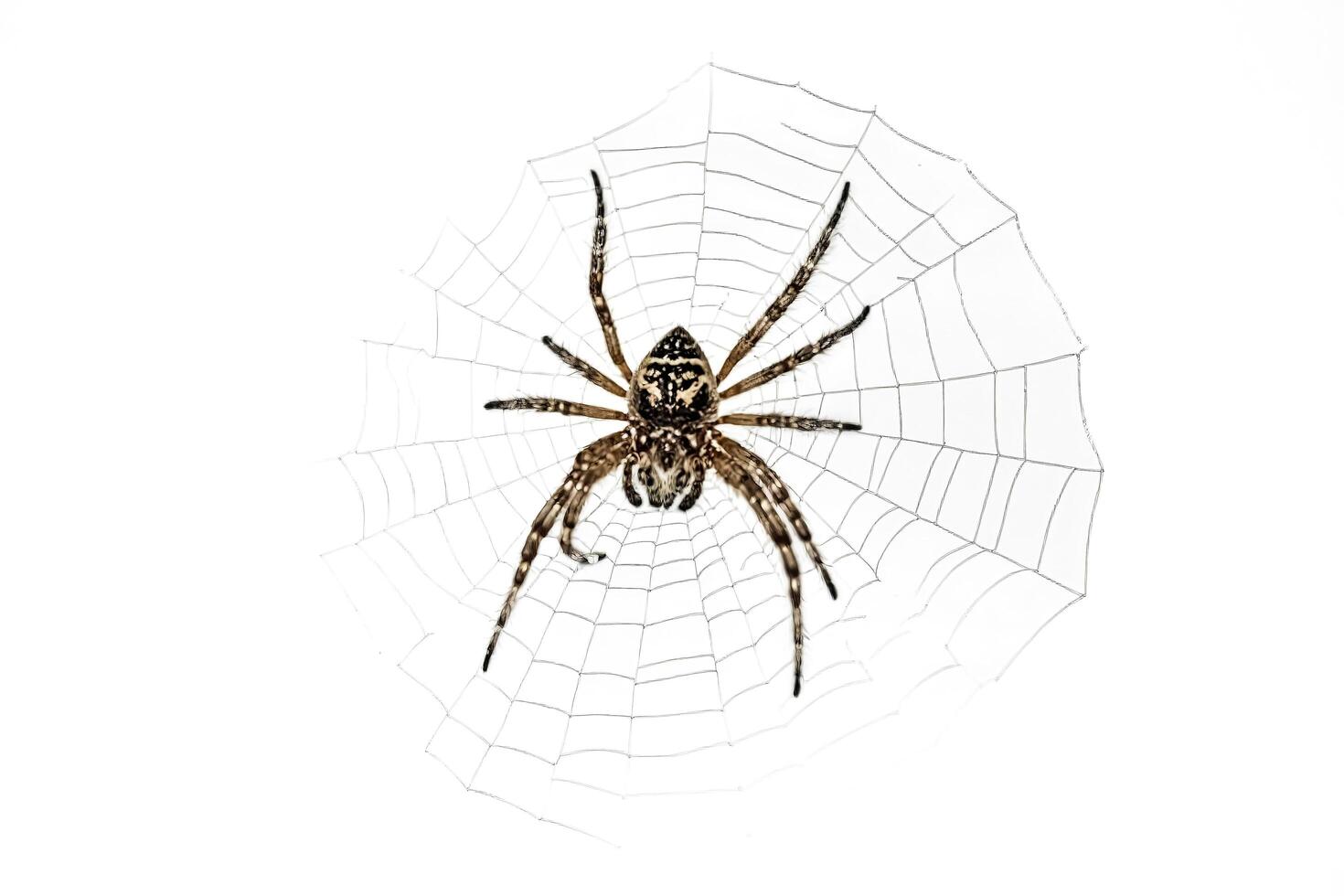 Spider in its web photo