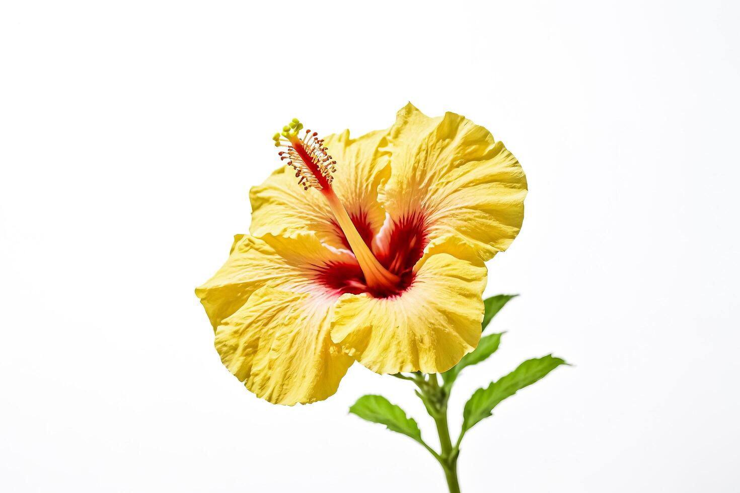 Yellow Hibiscus Flower with Red Center on White Background photo