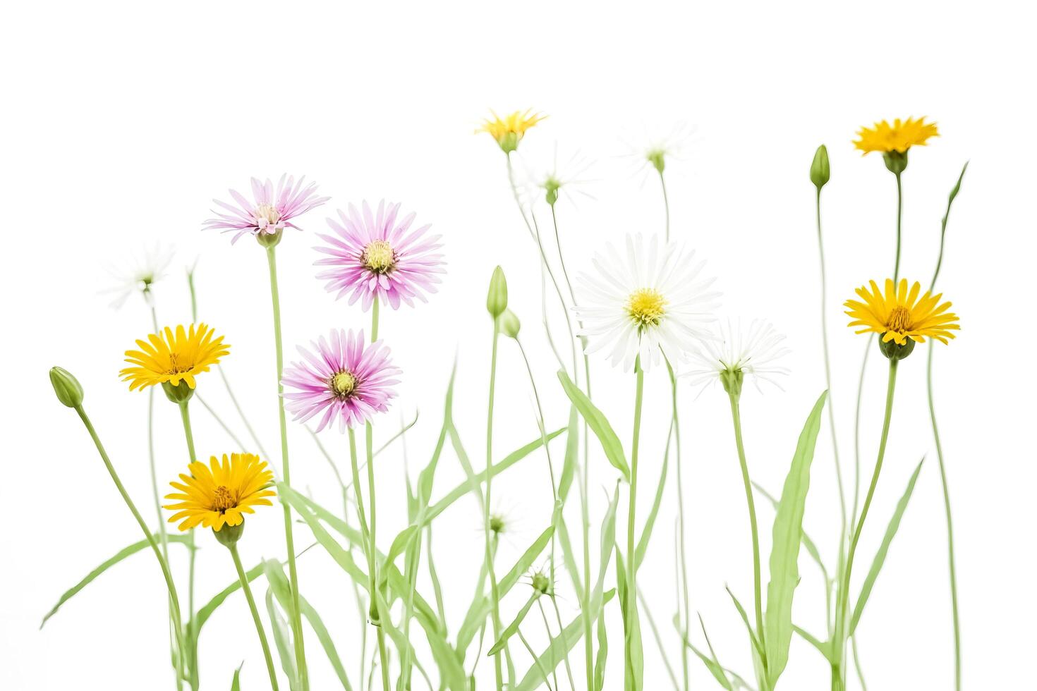 Delicate Wildflowers in Bloom photo