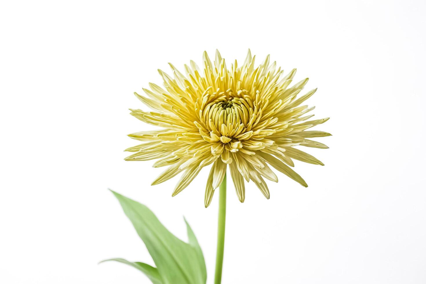 Yellow Chrysanthemum Flower with Green Stem and Leaves on White Background photo
