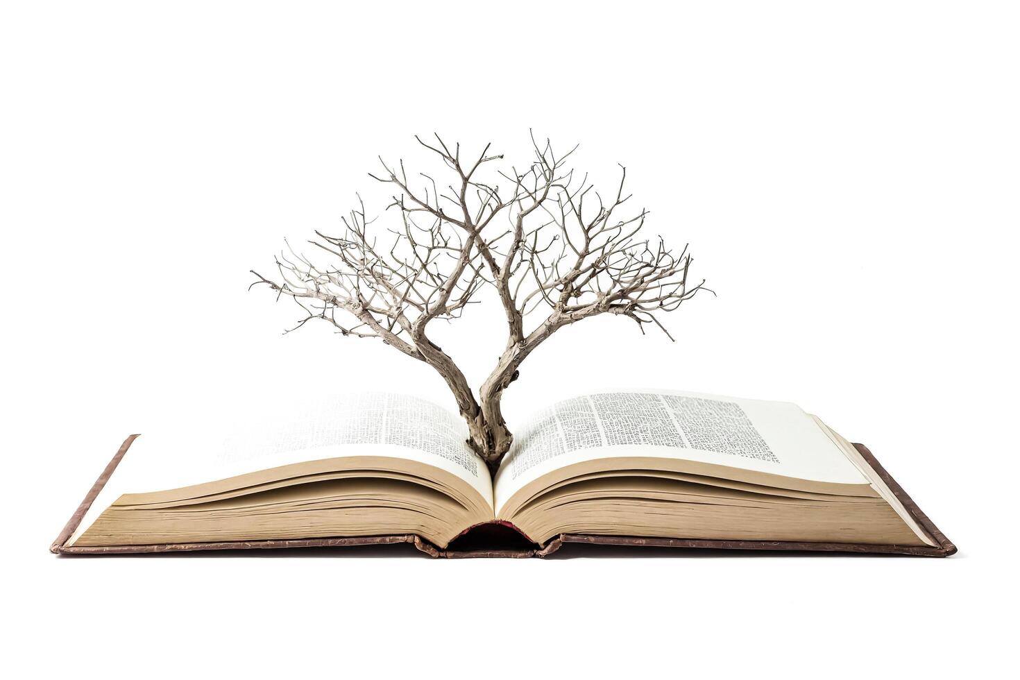 Open Book with Bare Tree Growing from Its Center photo