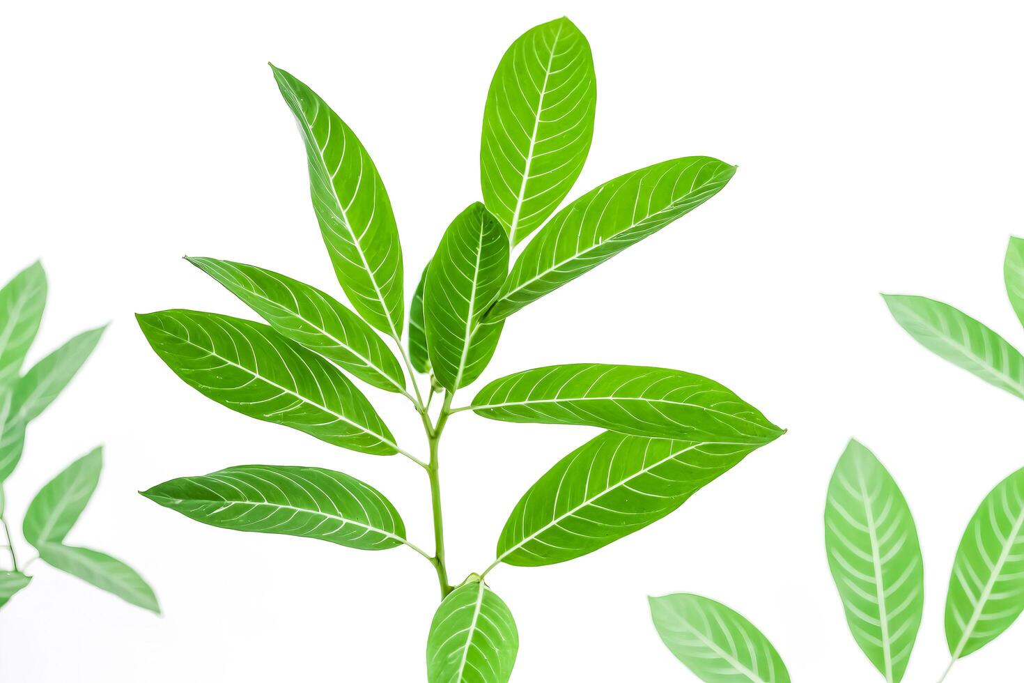 Green leaves isolated on white background photo