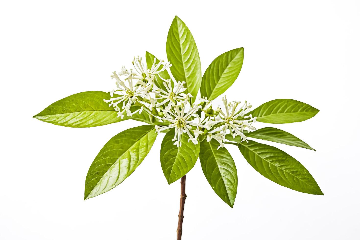 White Flowers with Green Leaves photo