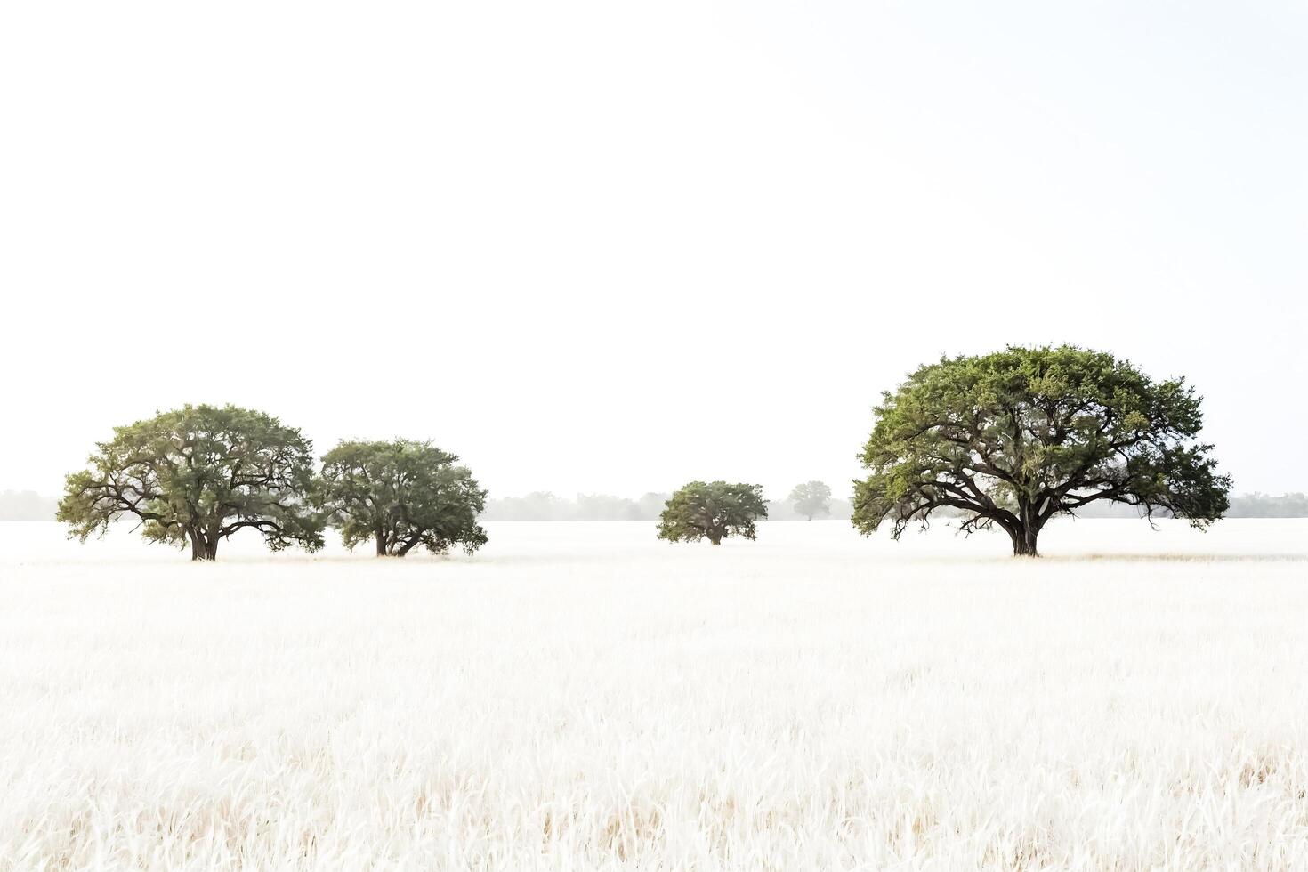 Trees in a Field of White photo
