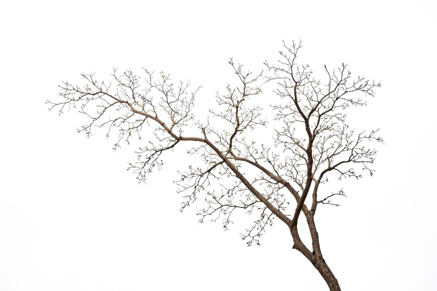 Bare tree branches against a white background photo