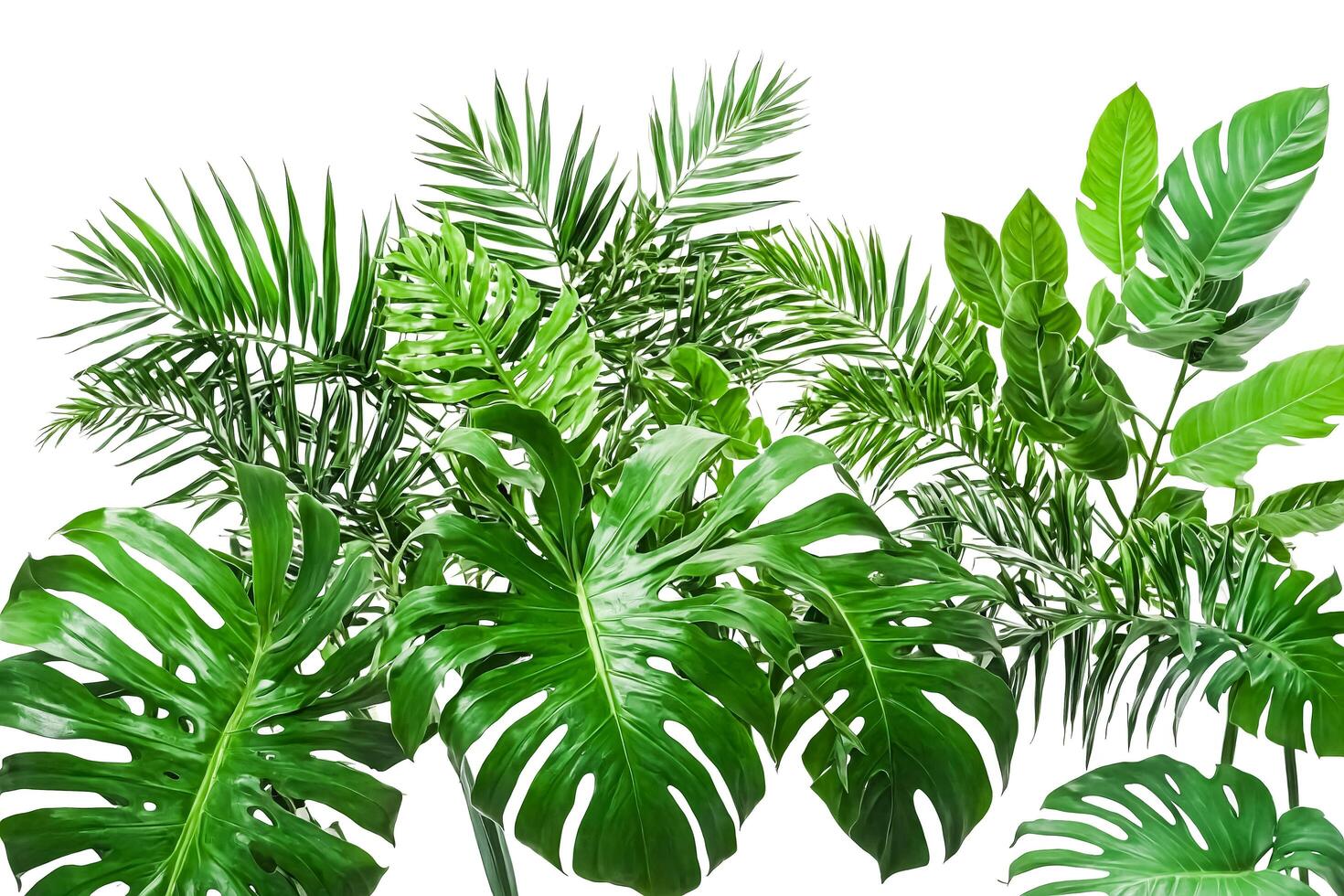 Lush Tropical Leaves on White Background photo