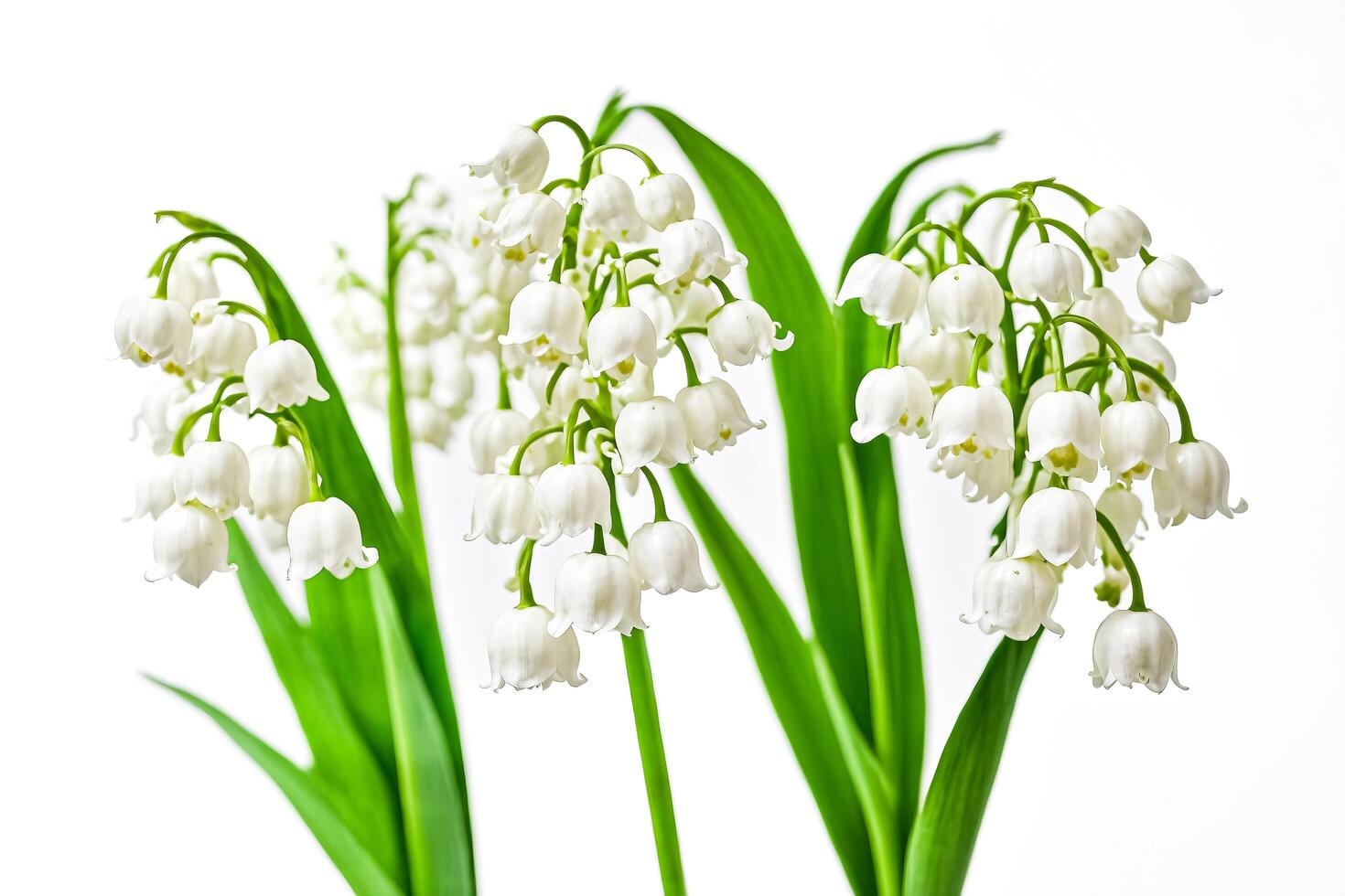 Close Up of Lily of the Valley Flowers photo