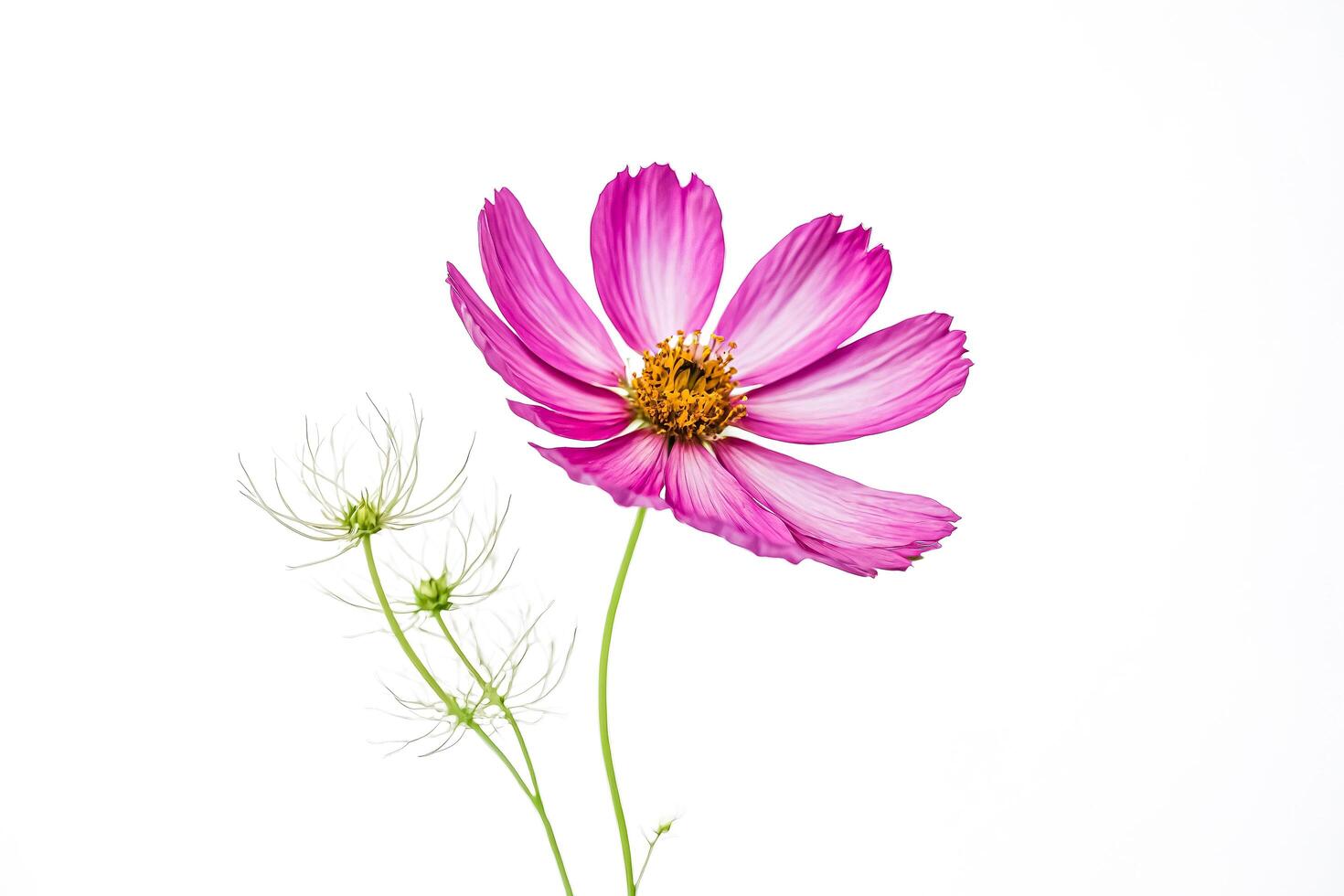 Pink Cosmos Flower Isolated on White Background photo