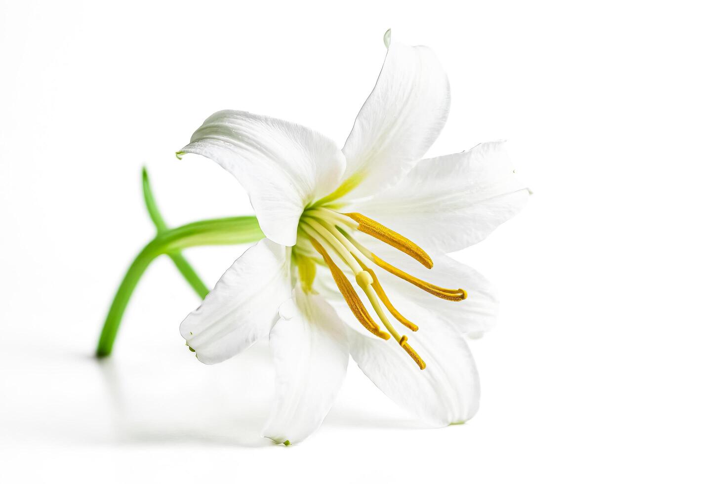 Single White Lily Flower Isolated on White Background photo