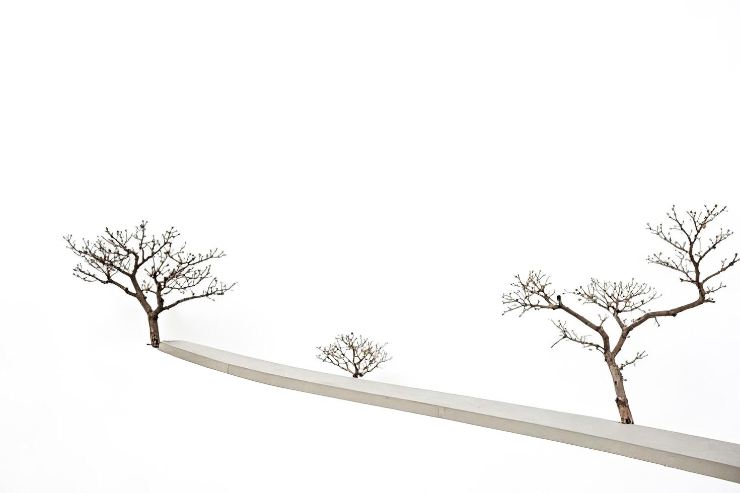 Three Bare Trees Grow Through a Concrete Path photo