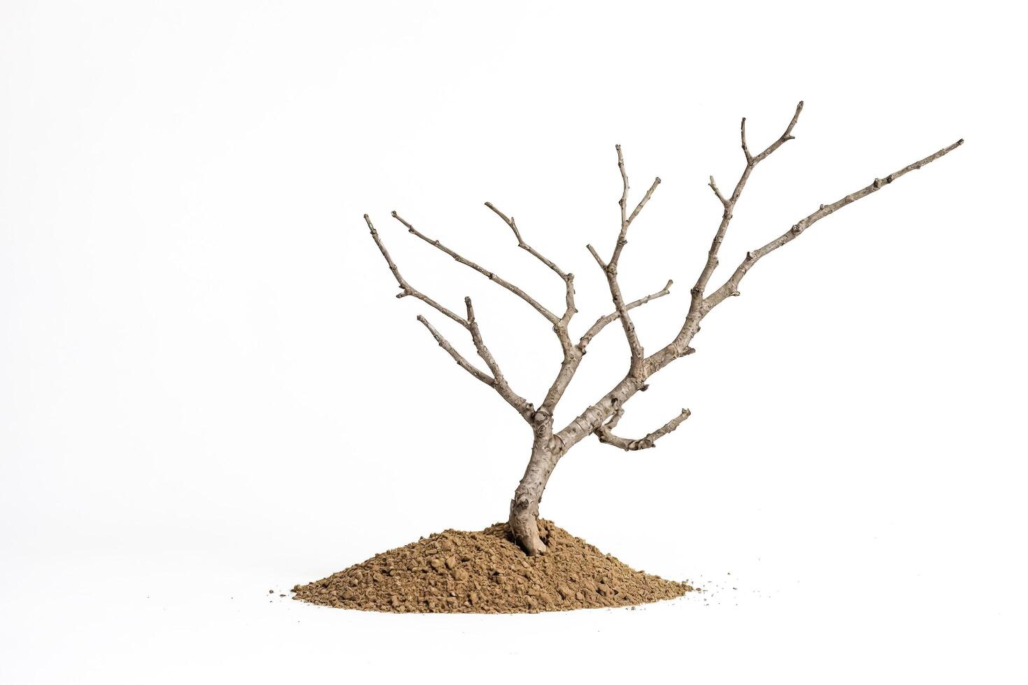 Bare Tree Branch on a Mound of Soil photo