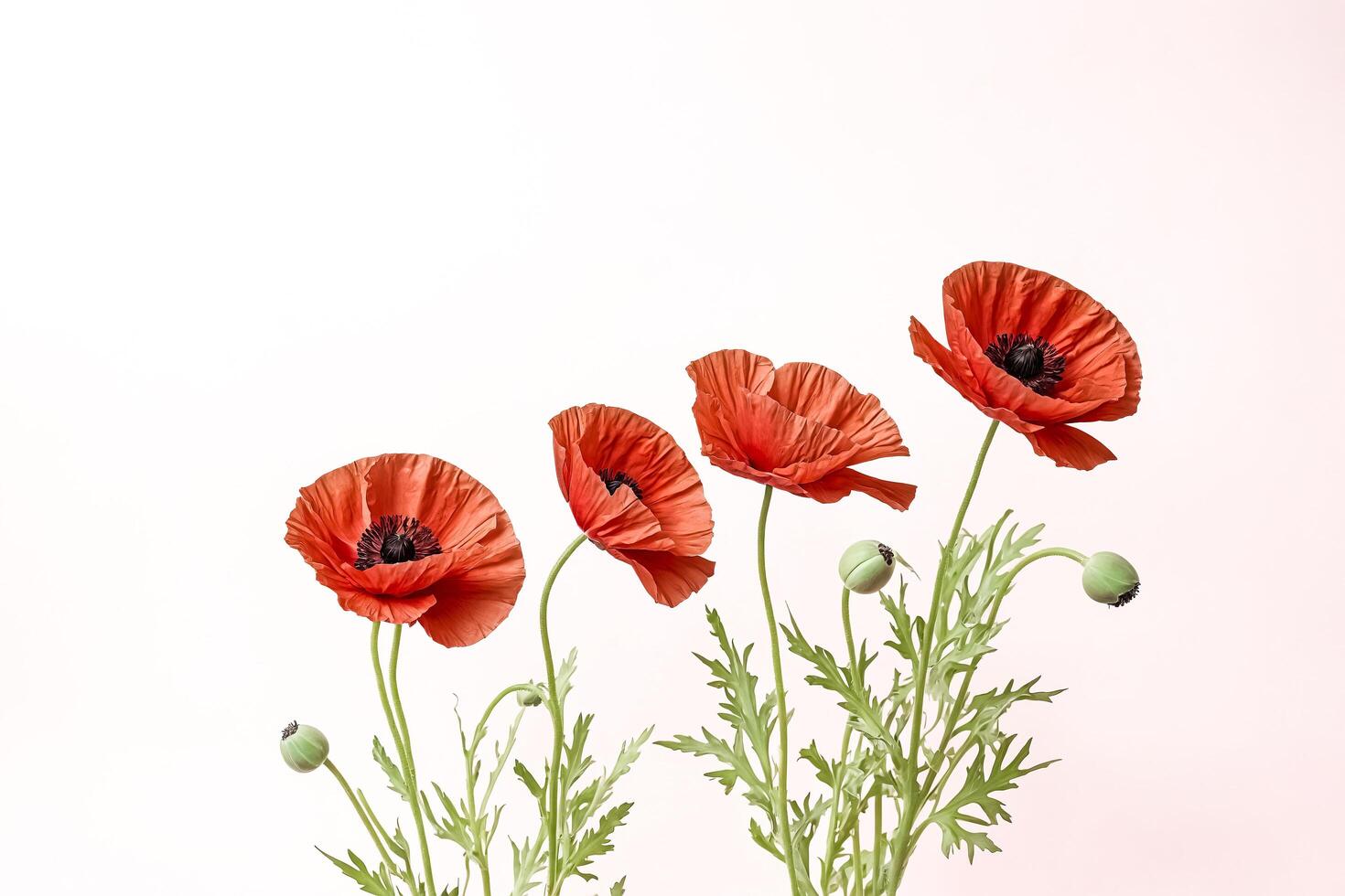 Red Poppy Flowers on Pink Background photo