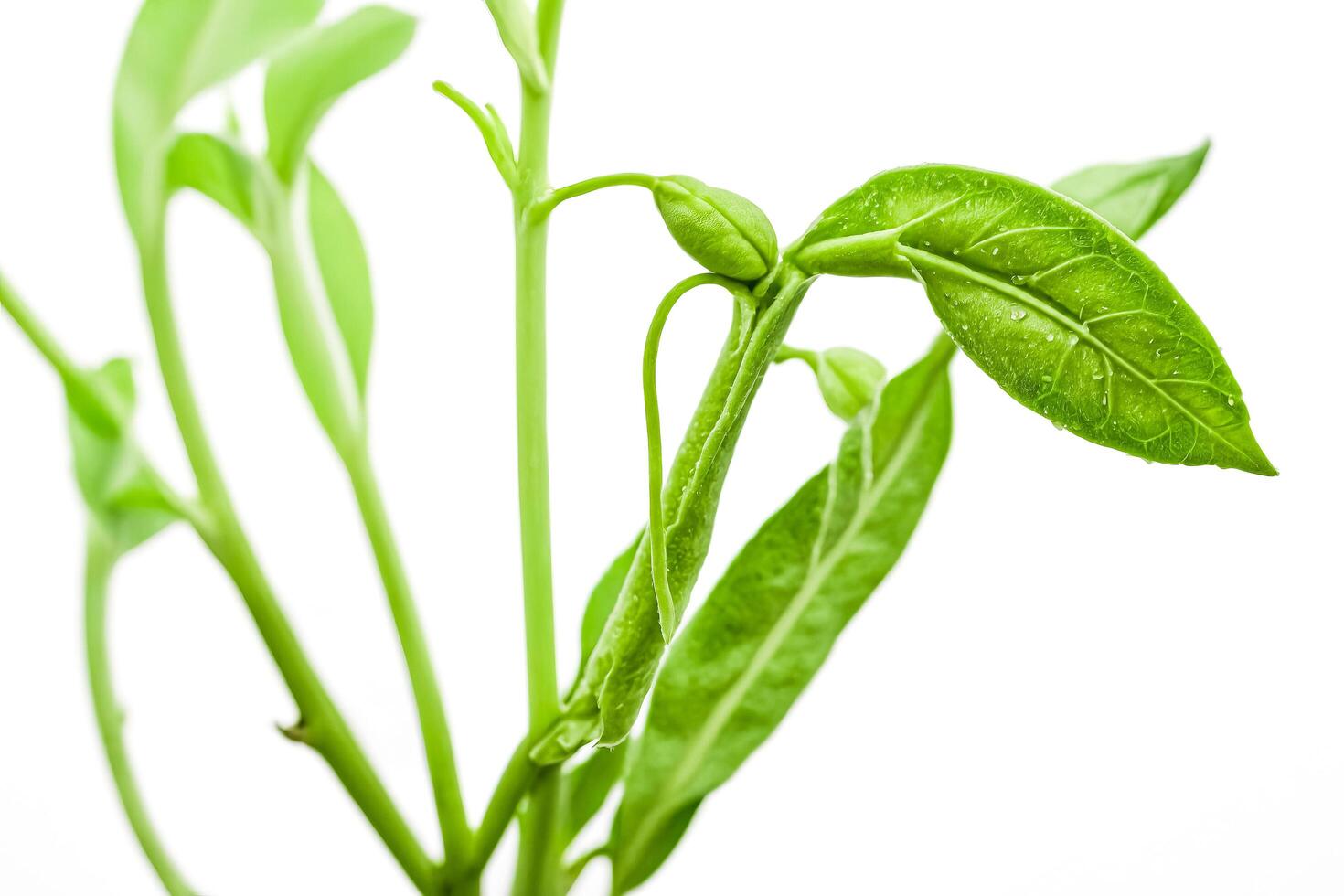 Green Plant Sprout with Water Drops photo
