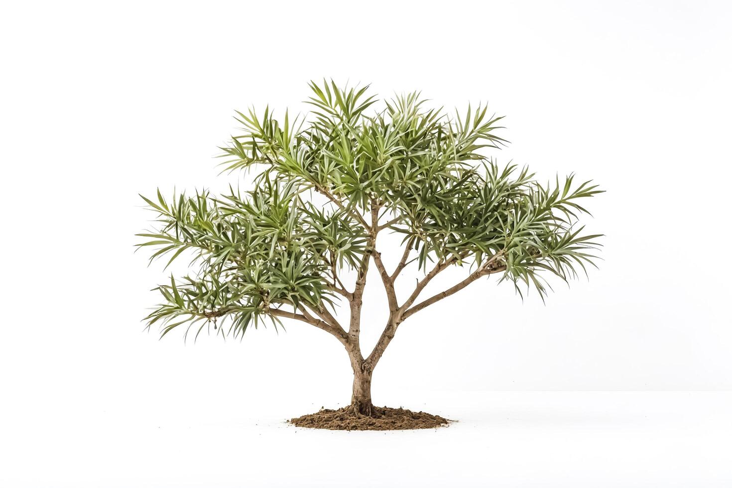 Green tree with brown branches on white background photo