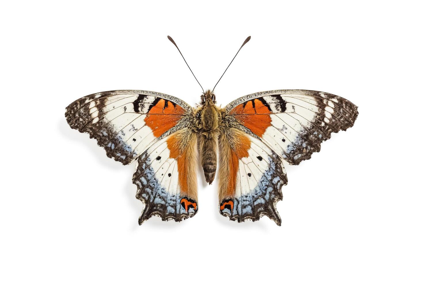 Close-Up of a Beautiful Butterfly with Orange and Black Wings photo