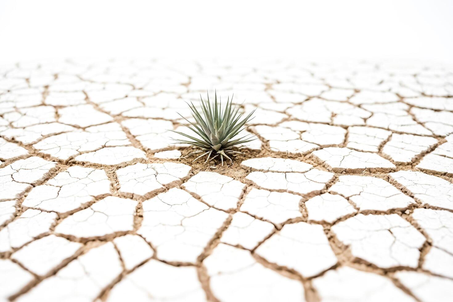 Life in the Desert photo