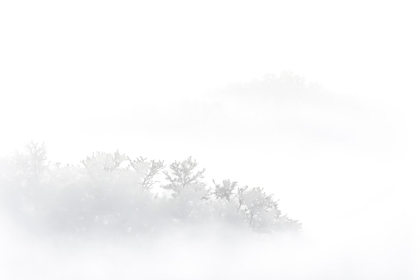 Foggy Forest Silhouettes photo