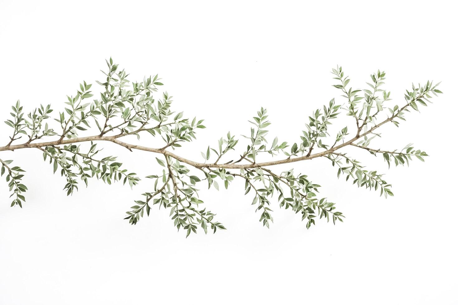 Green Branch with White Background photo