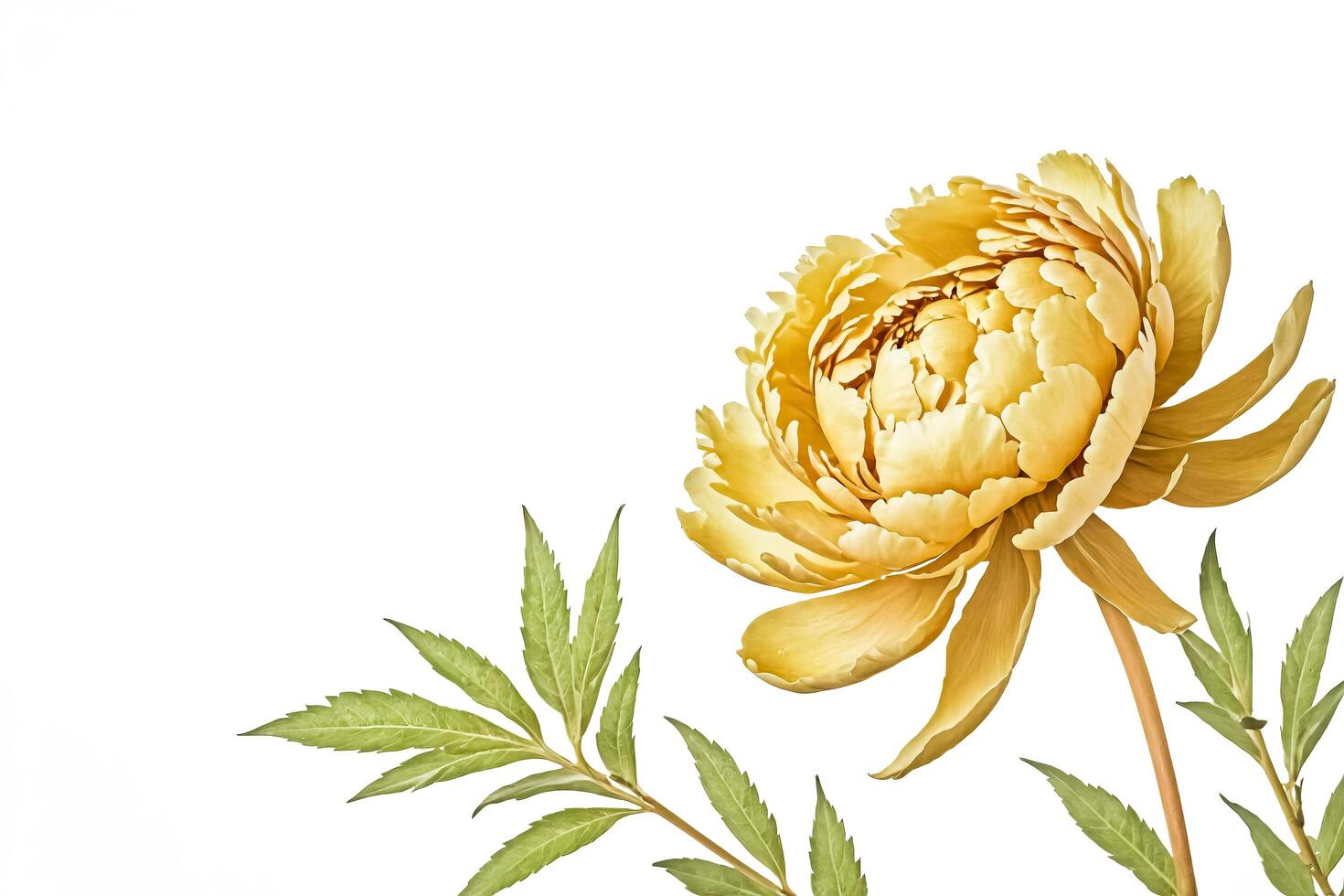 Yellow Peony with Green Leaves Isolated on White Background photo