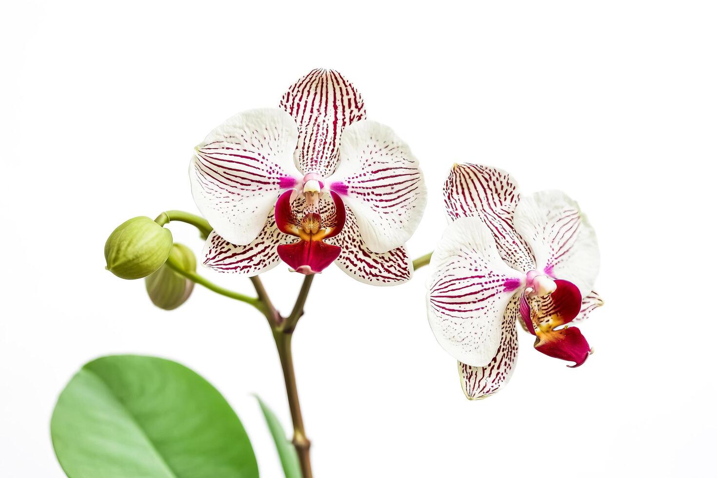 Close-up of Two White and Purple Orchids with Green Leaves photo