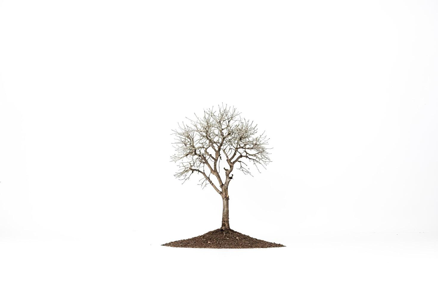 Small Tree with White Background photo