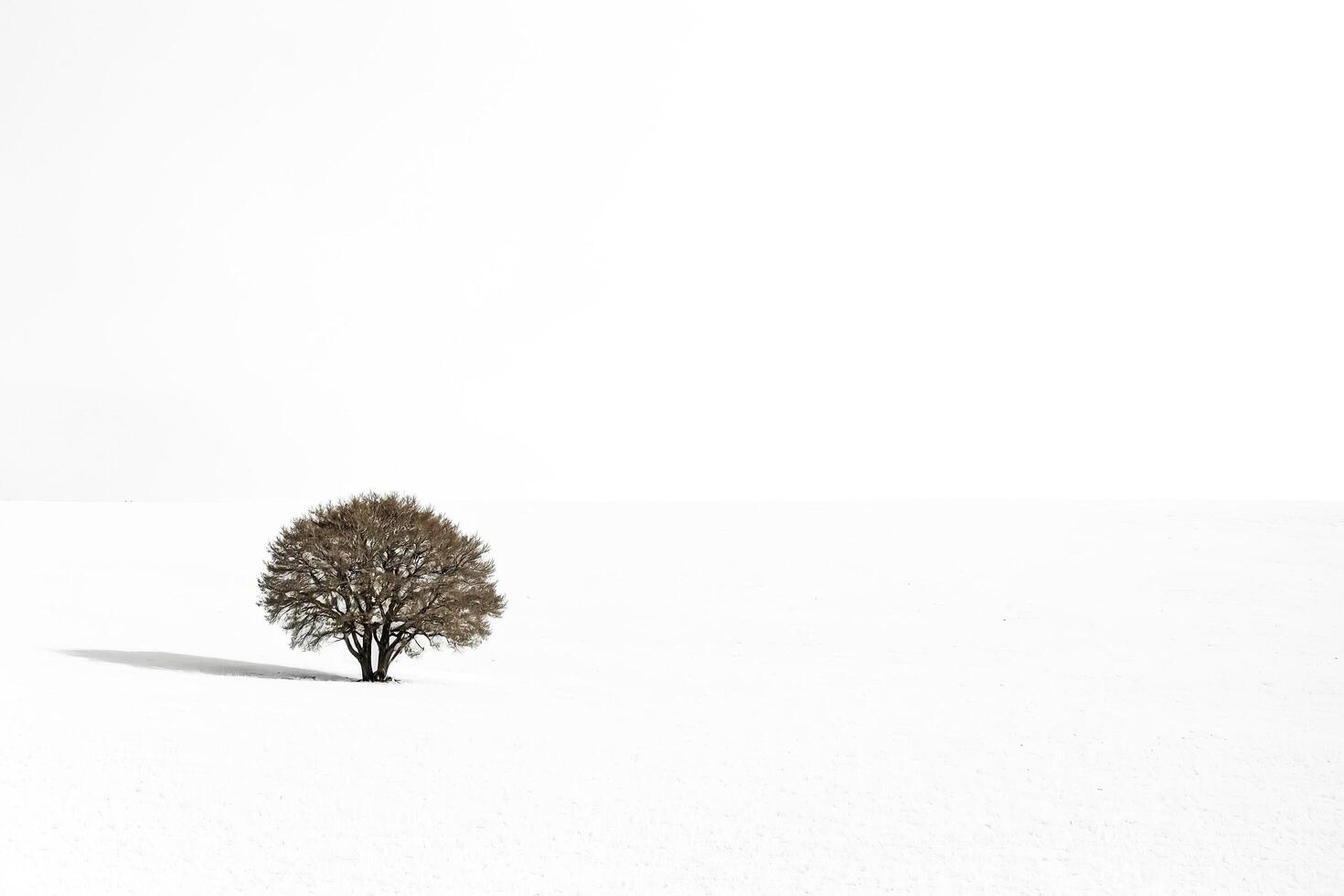 Single Tree in a Snowy Field photo