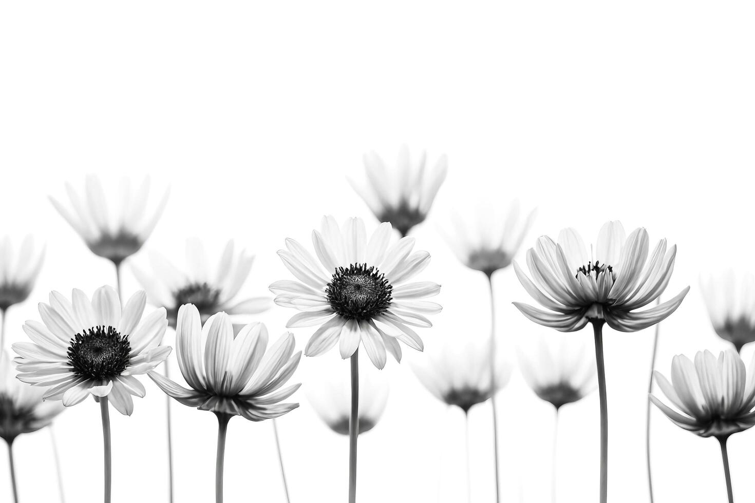 Black and White Daisy Flowers photo