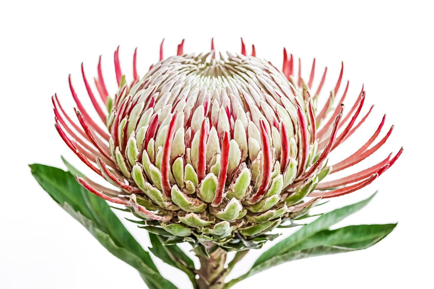 Pink and Green Protea Flower Isolated on White Background photo