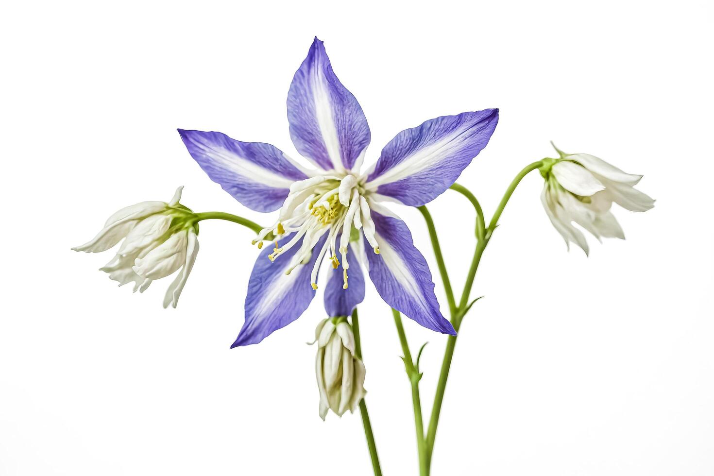 Single Purple and White Columbine Flower Isolated on White Background photo