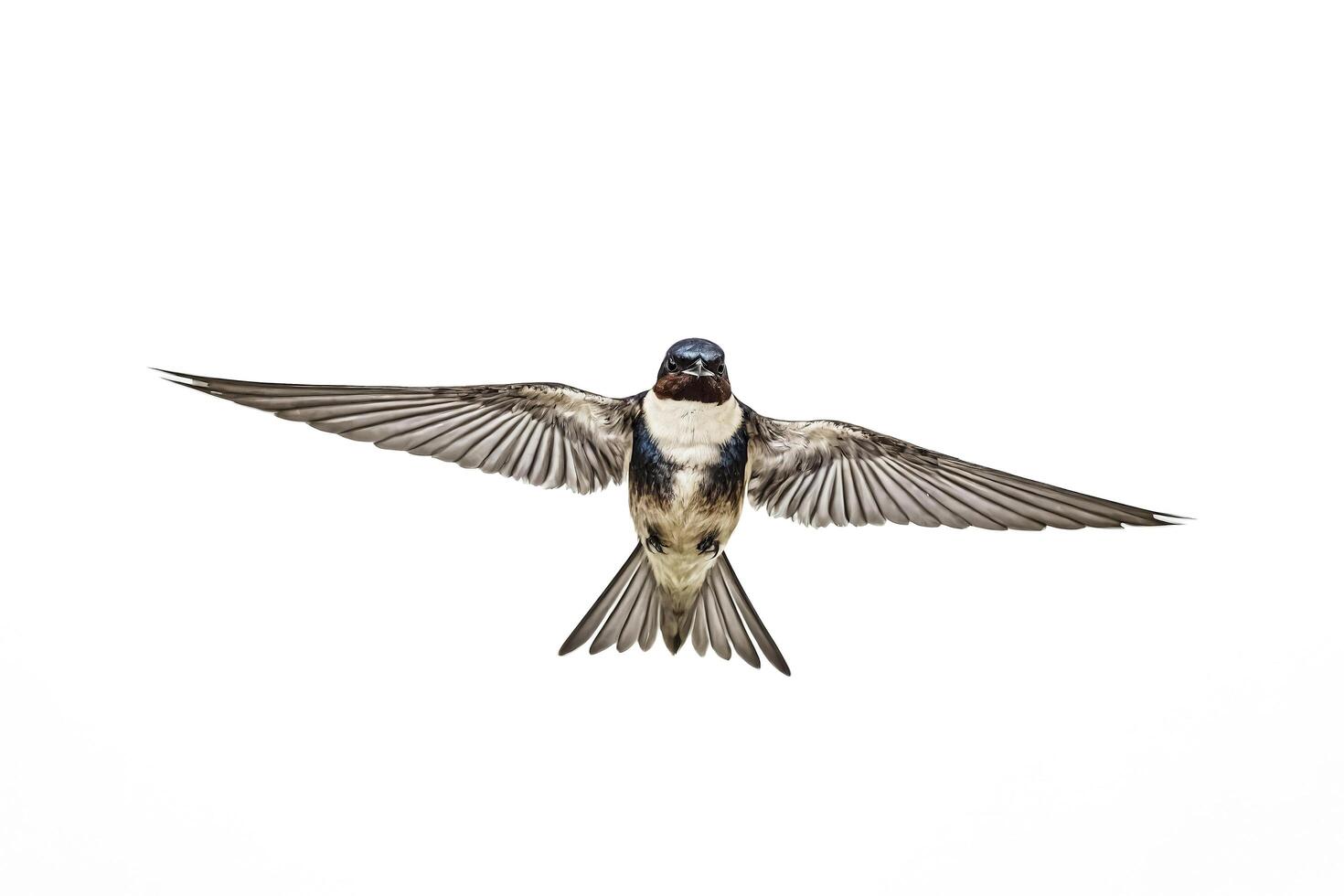 Swallow in Flight, Isolated on White photo