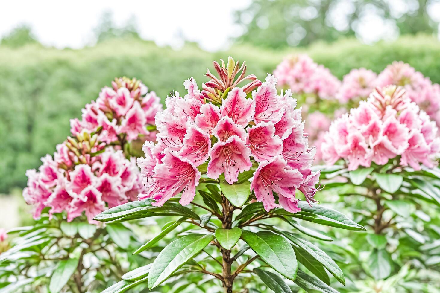 Pink Rhododendron Blooms in Full Bloom photo