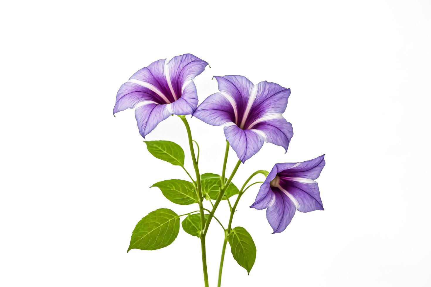Purple Flowers with White Stripes Isolated on White Background photo