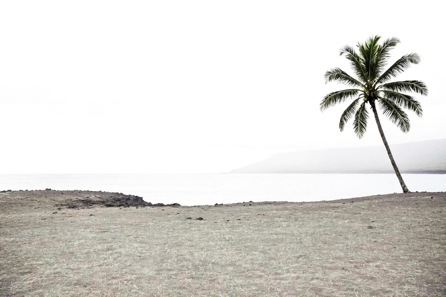 Single Palm Tree on a Beach With Mountains in the Distance photo