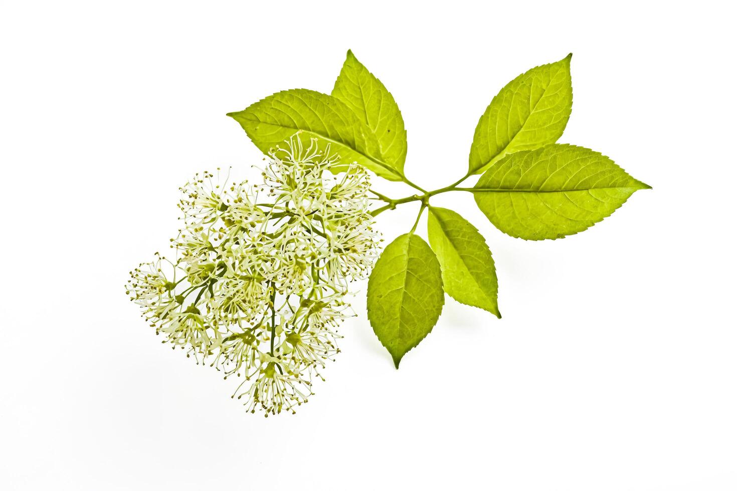 Green Leaves with White Flowers photo