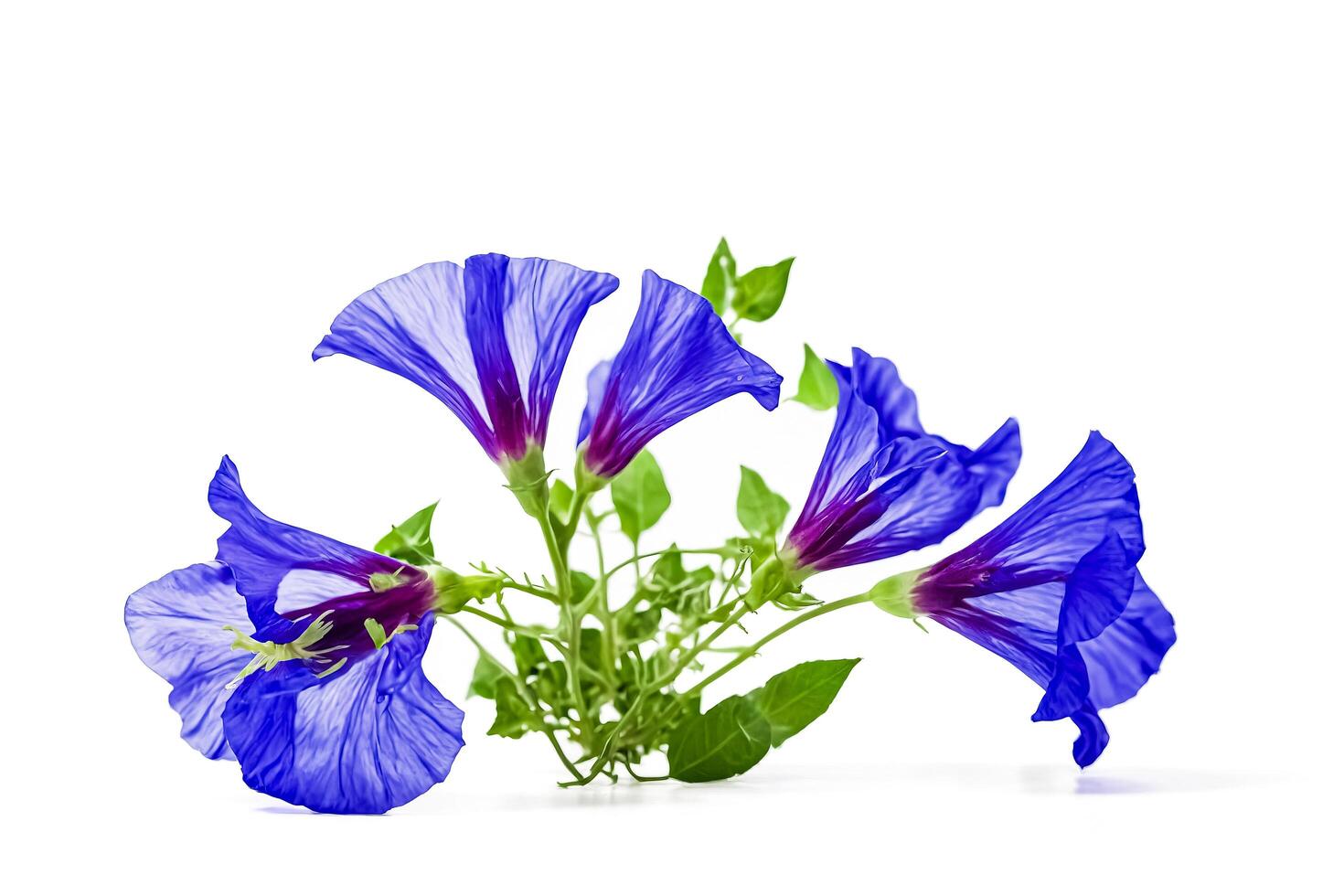 Close-up of Blue Flowers with Green Leaves photo
