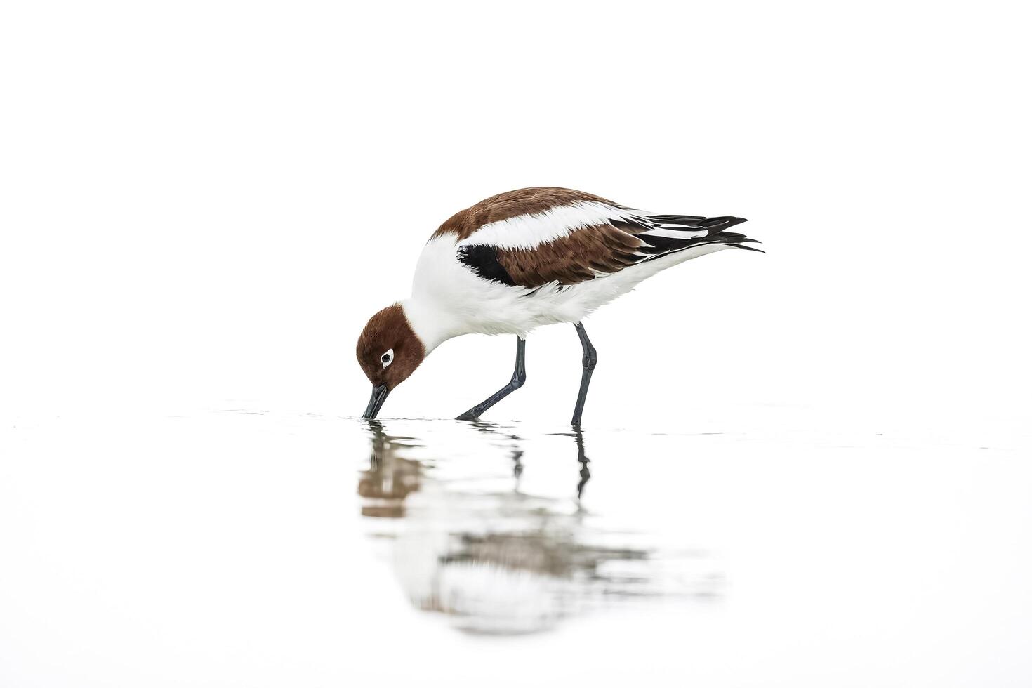 Black-Necked Stilt Searching for Food in Shallow Water photo