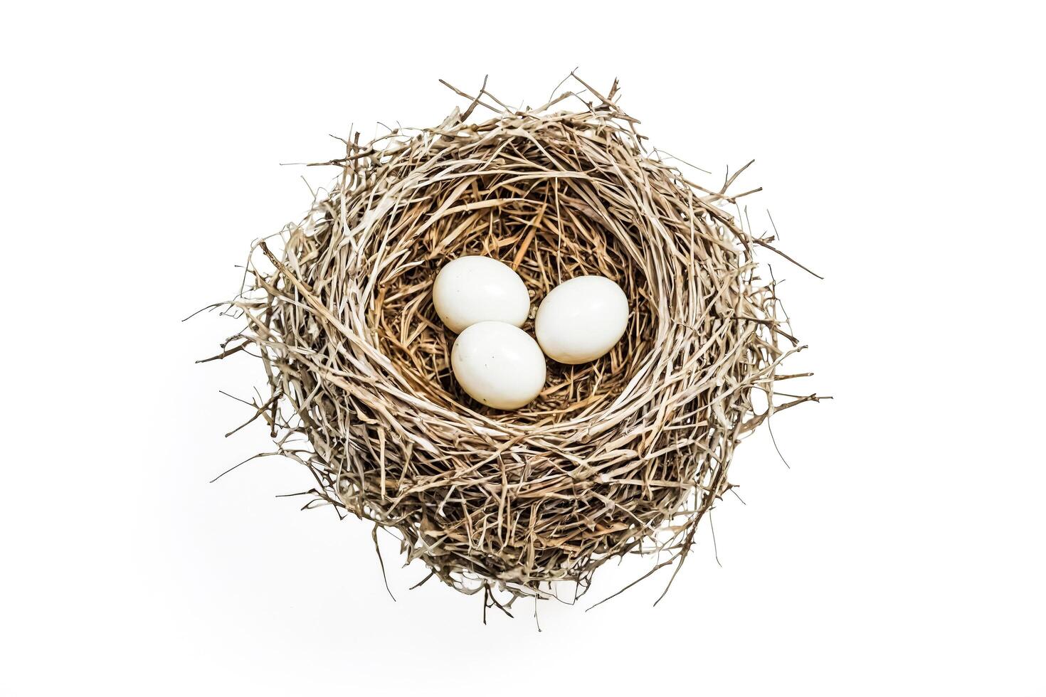 Three Bird Eggs in a Nest photo