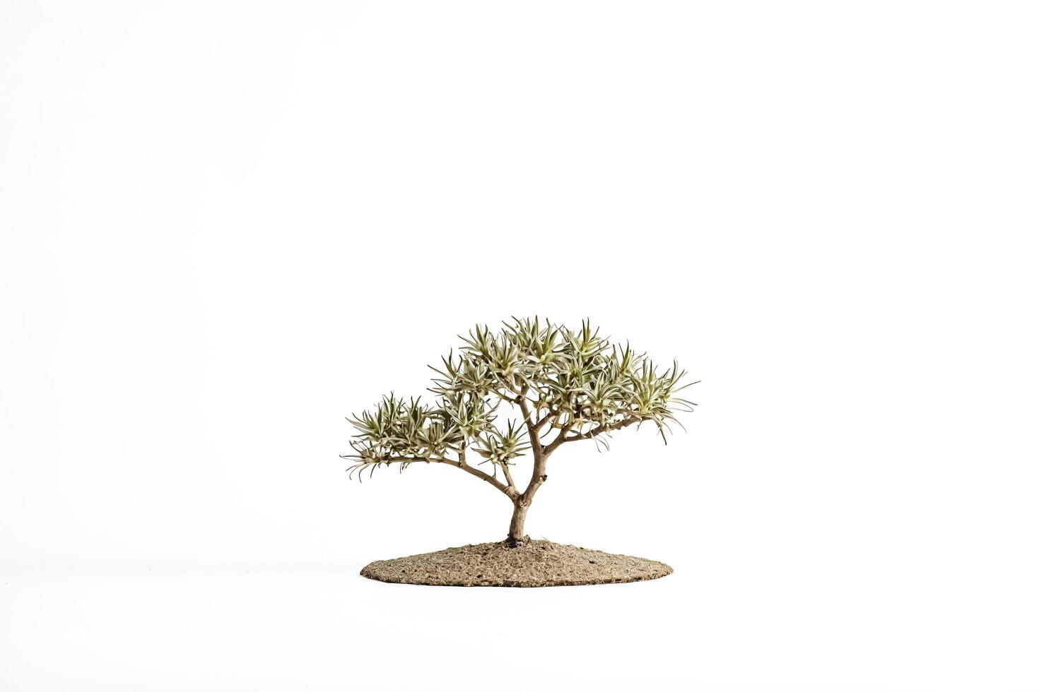 Small Bonsai Tree on White Background photo