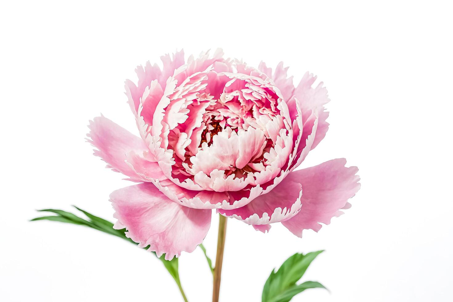 Close Up of Delicate Pink Peony Blossom photo