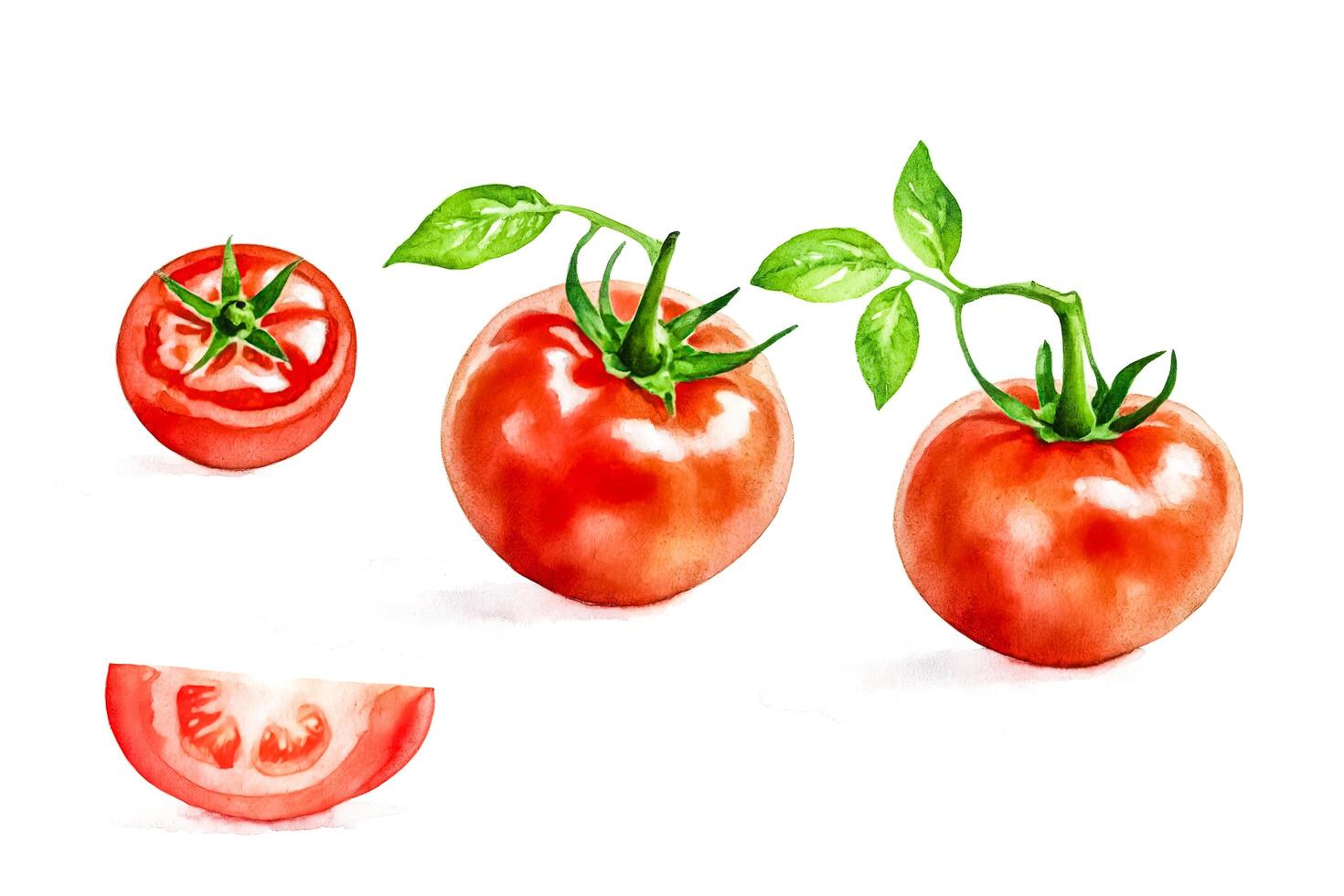 Watercolor Painting of Tomatoes on a White Background photo
