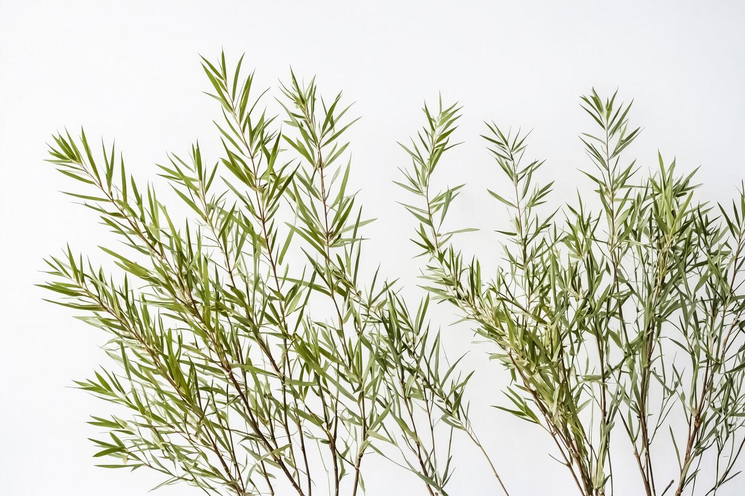 Green Branches on White Background photo