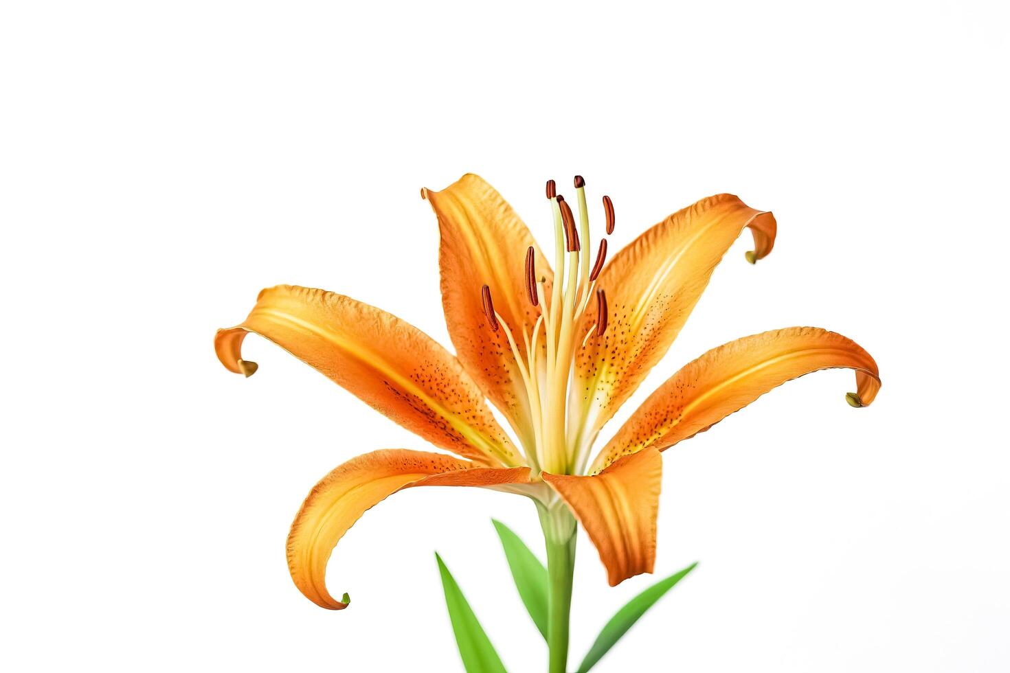 Orange lily flower isolated on white background photo