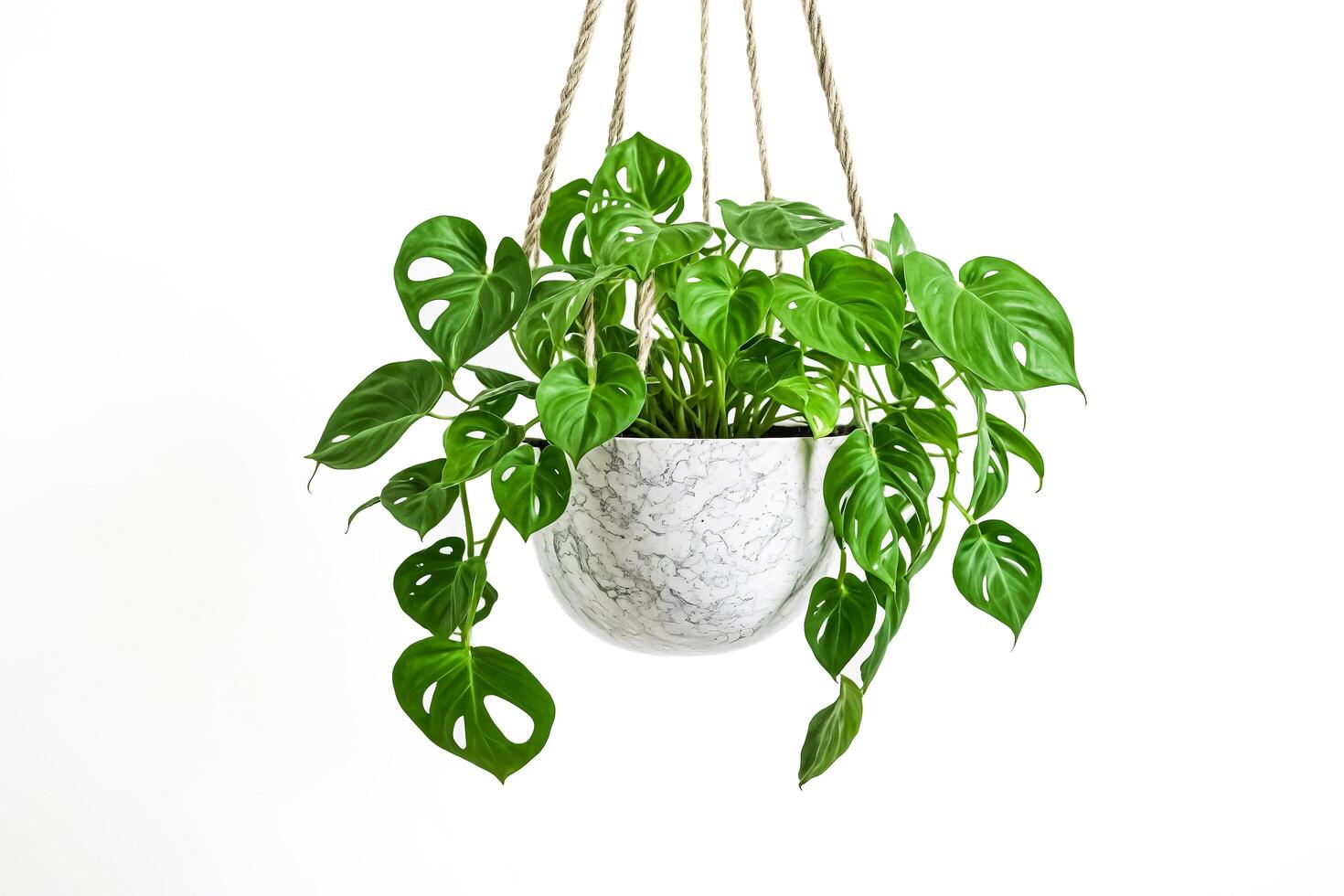 Hanging Monstera Plant in Marble Pot photo